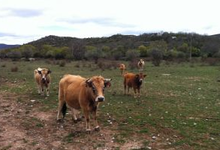 Viandes et Saveurs du Larzac