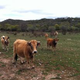 Viandes et Saveurs du Larzac