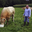 EARL des Marroniers, viande bovine