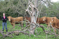 EARL Jouanno, viande bovine