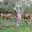 EARL Jouanno, viande bovine