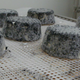 Fromage de chèvre cendré