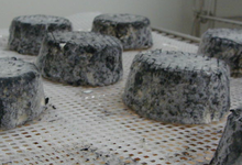 La maguette de Rosult, fromage de chèvre