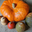 Courge de cahors