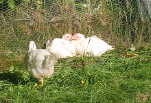 poulet fermier