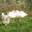 poulet fermier