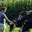 Hervé Radenac, viande de boeuf