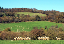 La Bergerie du Squiriou, agneaux de Bretagne