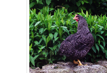 poules pondeuses : La Coucou de Rennes