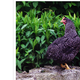 poules pondeuses : La Coucou de Rennes