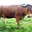  Le Favet