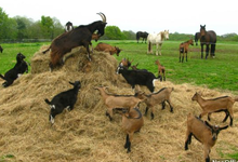ferme de Kerlocazo, fromages de chèvres