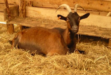 ferme de Kerlocazo, fromages de chèvres