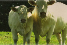 viande de boeuf/génisse issue de l'Agriculture Biologique