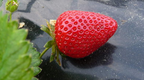 fraises