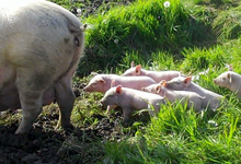 Le Poul Hervé et Valérie, viande de porc