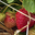 Les fraises de Kerfleury