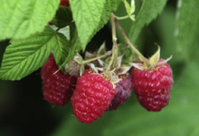 Framboises