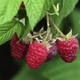 Framboises