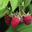 Framboises