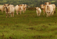 Les Landes Celtes - viande bovine Charolaise
