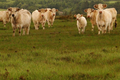 Les Landes Celtes - viande bovine Charolaise