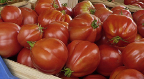 tomates bio coeur de boeuf