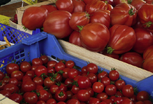 Tomates cerise