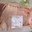 tête de veau