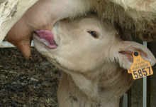 Ferme de La Gaulayrie