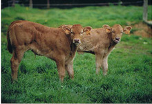 Ferme de La Gaulayrie