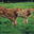 Ferme de La Gaulayrie