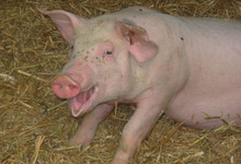 Ferme de La Gaulayrie
