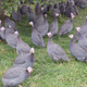 Volailles Guillieroises