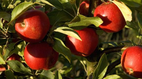 Pommes