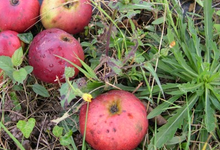 Thierry Le Pennec, pommes
