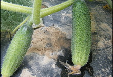 cornichon