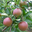 Pomme rubinette