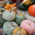 Courges