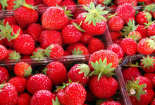 Regis Pichon, fraises