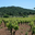 Le Pech D'andre