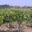 Domaine la Parra