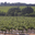 Domaine la Parra