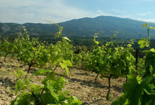domaine du grand Jacquet