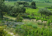 domaine du grand Jacquet