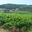 Château Puy