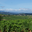 Château Puy