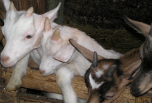 Ferme de la Treille
