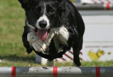 Des Border Collie guideront des oies