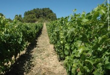 Domaine de la Tour Boisée